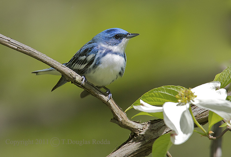 cerulean warbler